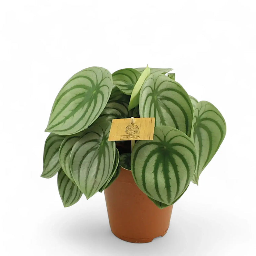 Peperomia argyreia potted plant in nursery pot on white background.