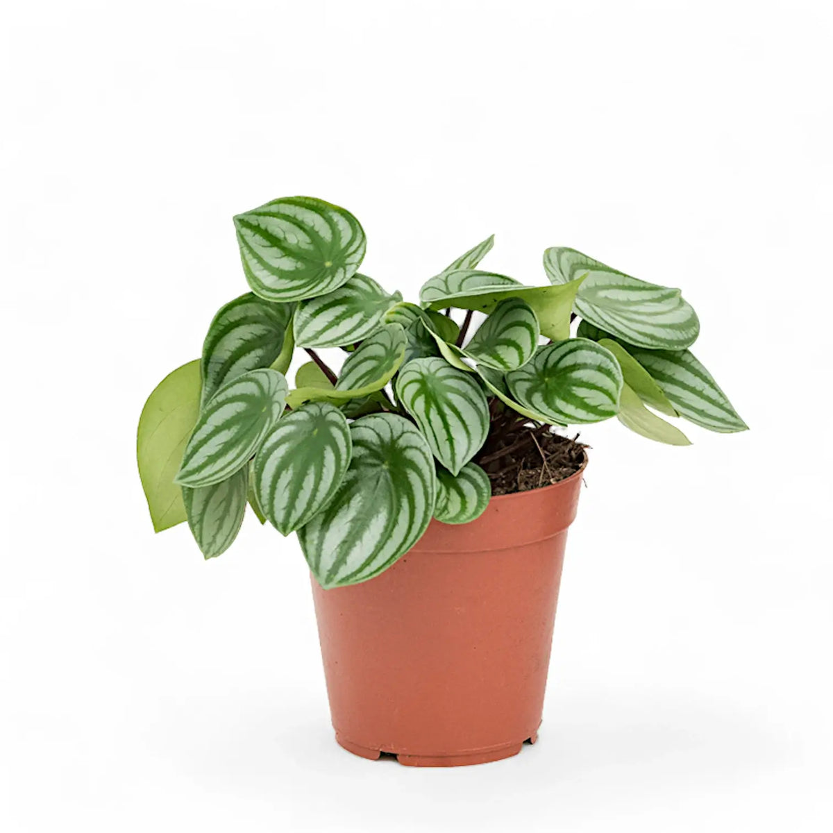 Peperomia argyreia potted plant in nursery pot on white background.