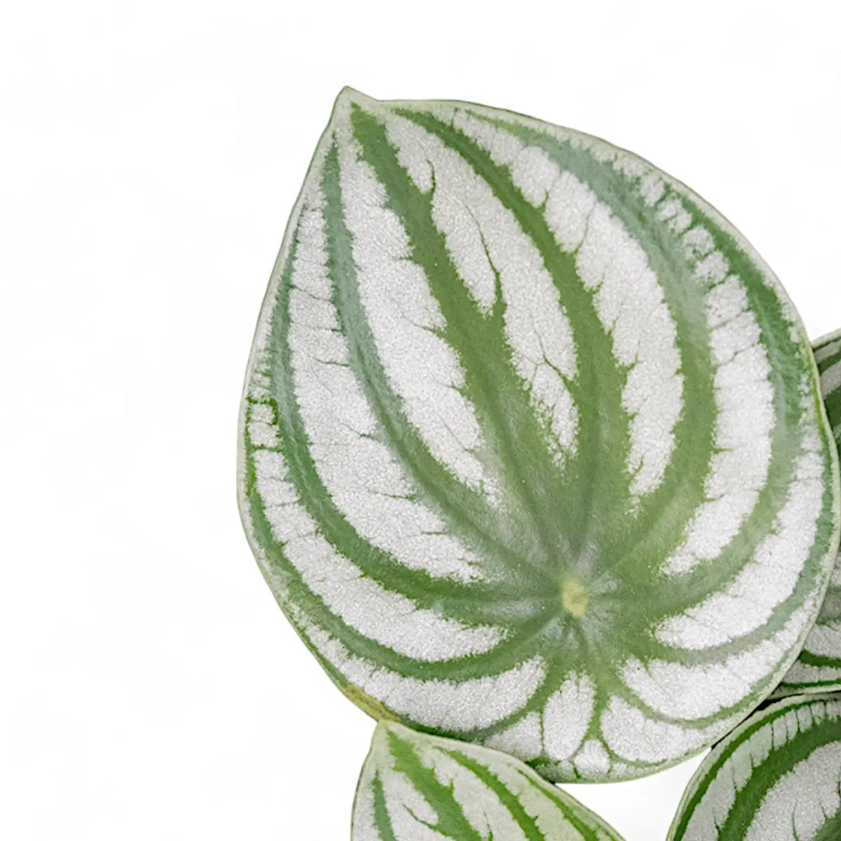 Peperomia argyreia potted plant in nursery pot on white background.