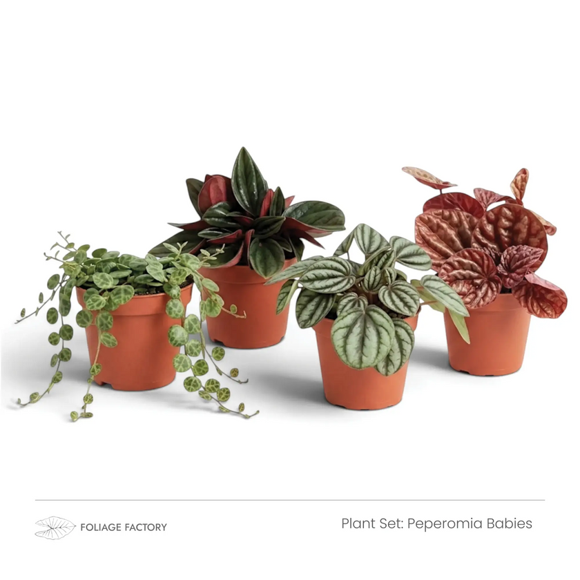 Pflanzenset Peperomia Babies mit vier jungen Peperomia-Pflanzen in Kulturtöpfen angeordnet