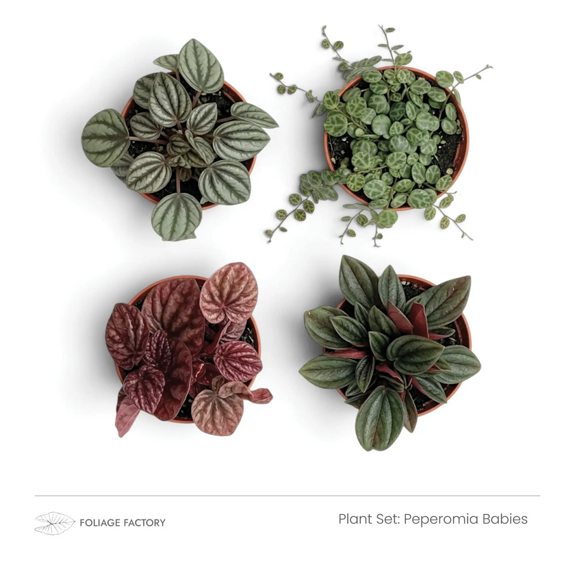 Vier junge Peperomia-Pflanzen mit silberfarbenen, grünen und roten Blättern, von oben