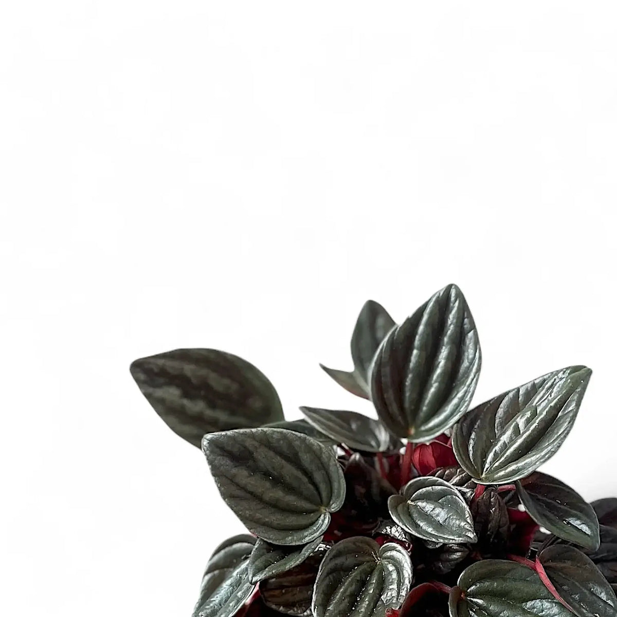 Peperomia 'Brasilia' – Blattdetail vor weißem Hintergrund..