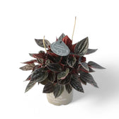 Peperomia 'Brasilia' Zimmerpflanze im Anzuchttopf vor weißem Hintergrund, Produktfoto 3.