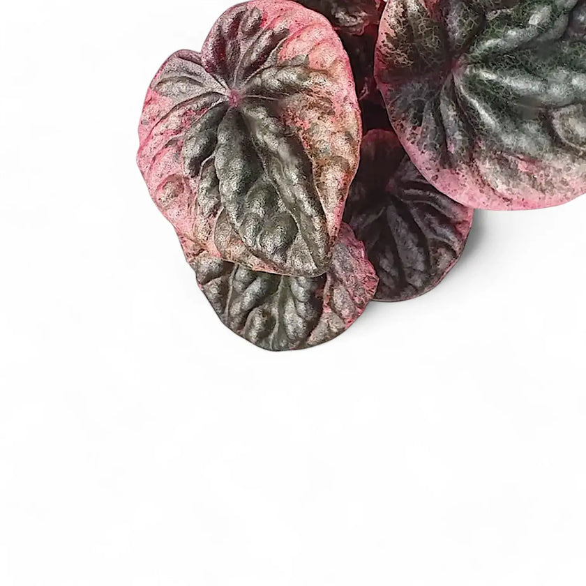 Peperomia caperata 'Abricos' – Blattdetail vor weißem Hintergrund..