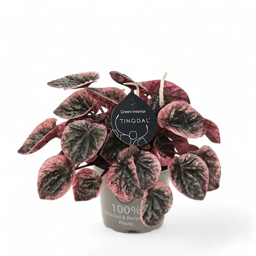 Peperomia caperata 'Abricos' Zimmerpflanze im Anzuchttopf vor weißem Hintergrund, Produktfoto 2.