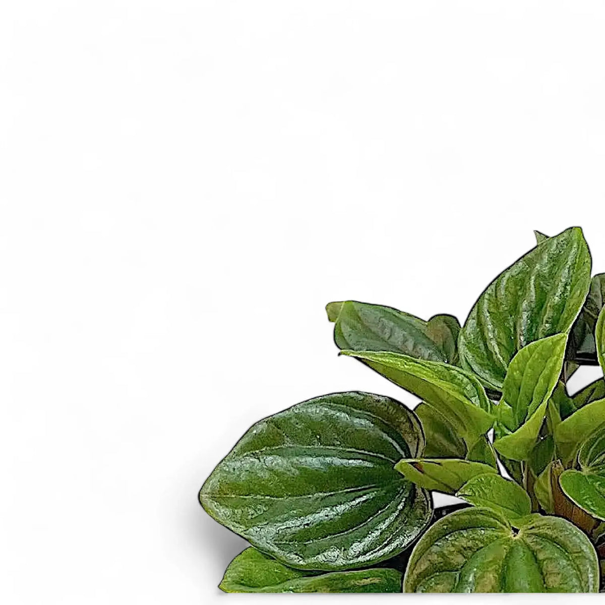 Peperomia caperata 'Amazonas' – Blattdetail vor weißem Hintergrund..