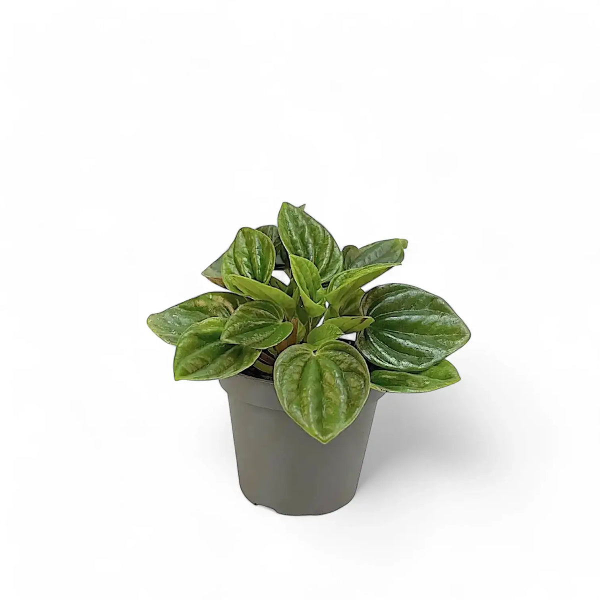 Peperomia caperata 'Amazonas' Zimmerpflanze im Anzuchttopf vor weißem Hintergrund, Produktfoto 2.