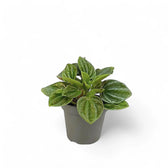 Peperomia caperata 'Amazonas' Zimmerpflanze im Anzuchttopf vor weißem Hintergrund, Produktfoto 2.