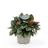 Peperomia caperata 'Amazonas' Zimmerpflanze im Anzuchttopf vor weißem Hintergrund, Produktfoto 3.