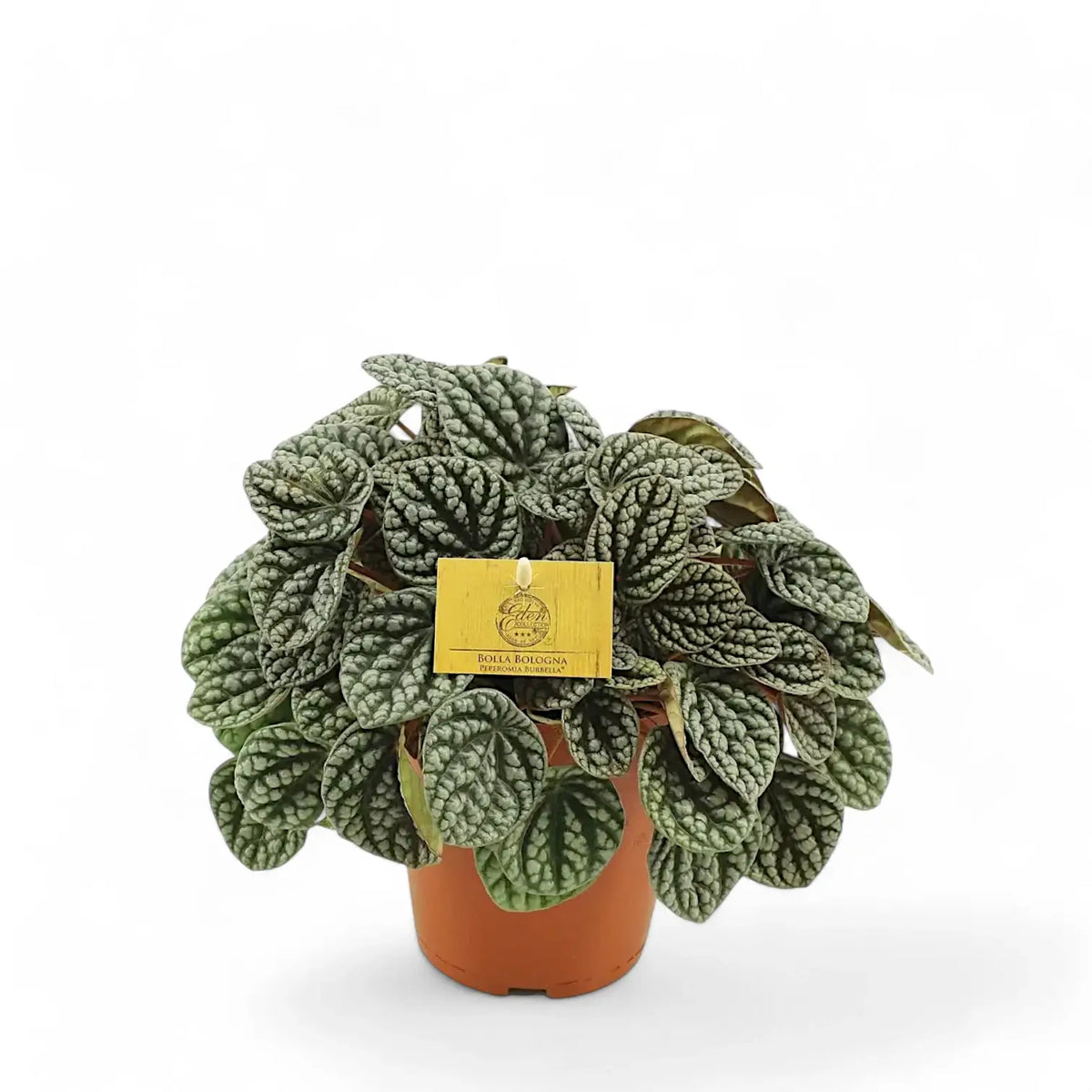 Peperomia caperata 'Burbella' Zimmerpflanze im Anzuchttopf vor weißem Hintergrund, Produktfoto 2.