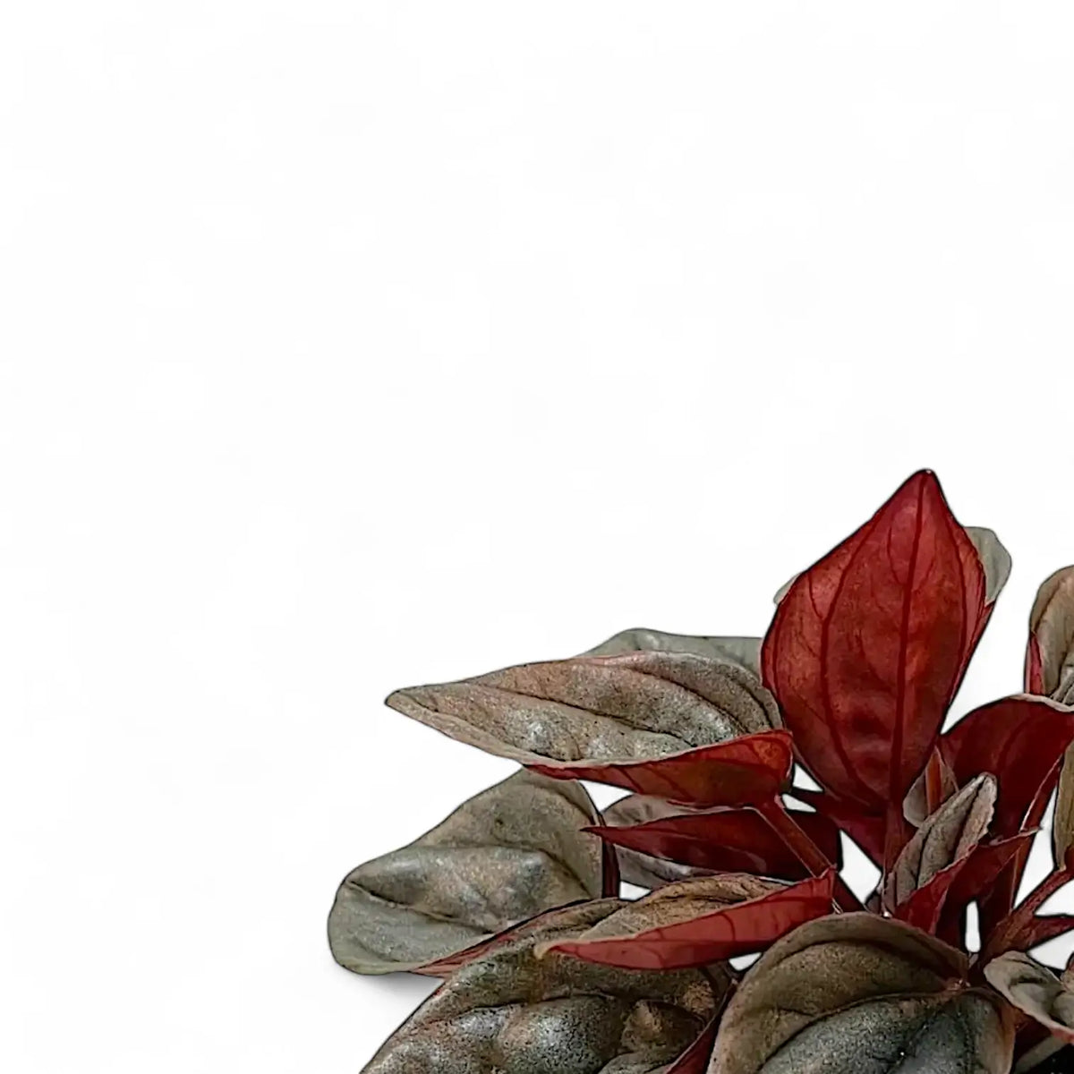 Peperomia caperata 'Caracas' – Blattdetail vor weißem Hintergrund..