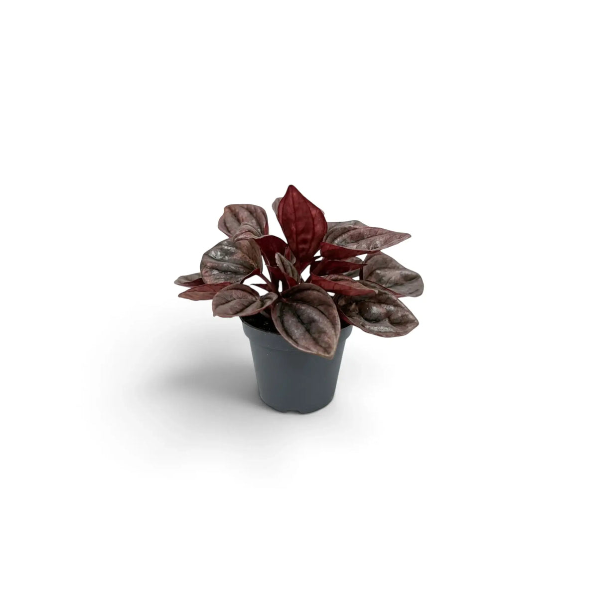 Peperomia caperata ‘Cayenne’ baby plant with rippled burgundy leaves