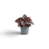 Peperomia caperata ‘Cayenne’ baby plant with rippled burgundy leaves