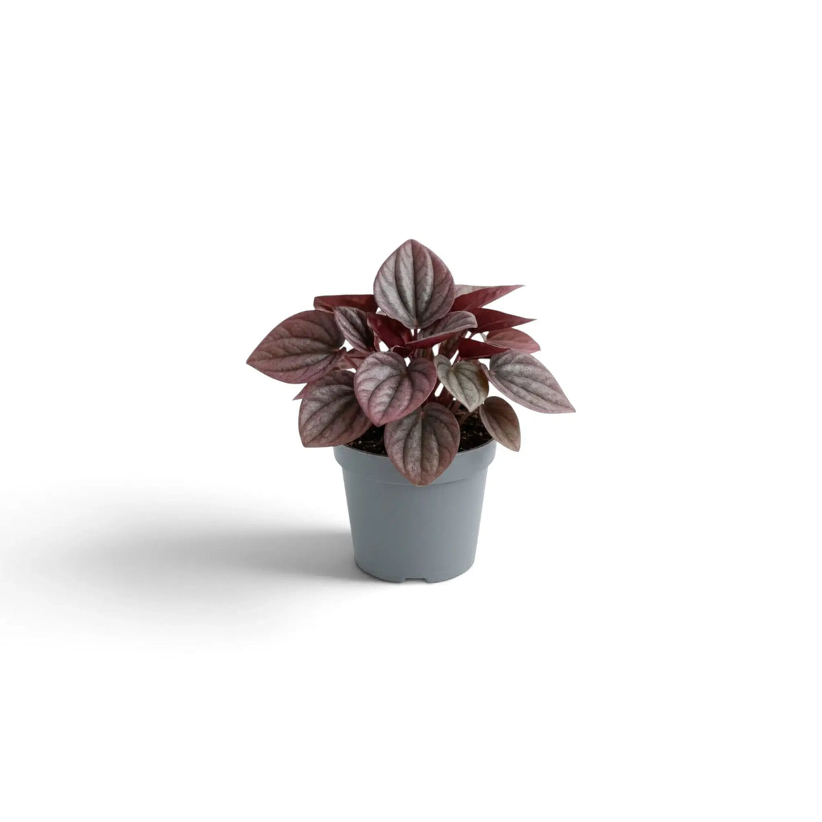 Peperomia caperata ‘Cayenne’ baby plant with rippled burgundy leaves