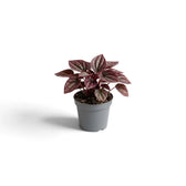 Peperomia caperata ‘Cayenne’ baby plant with rippled burgundy leaves