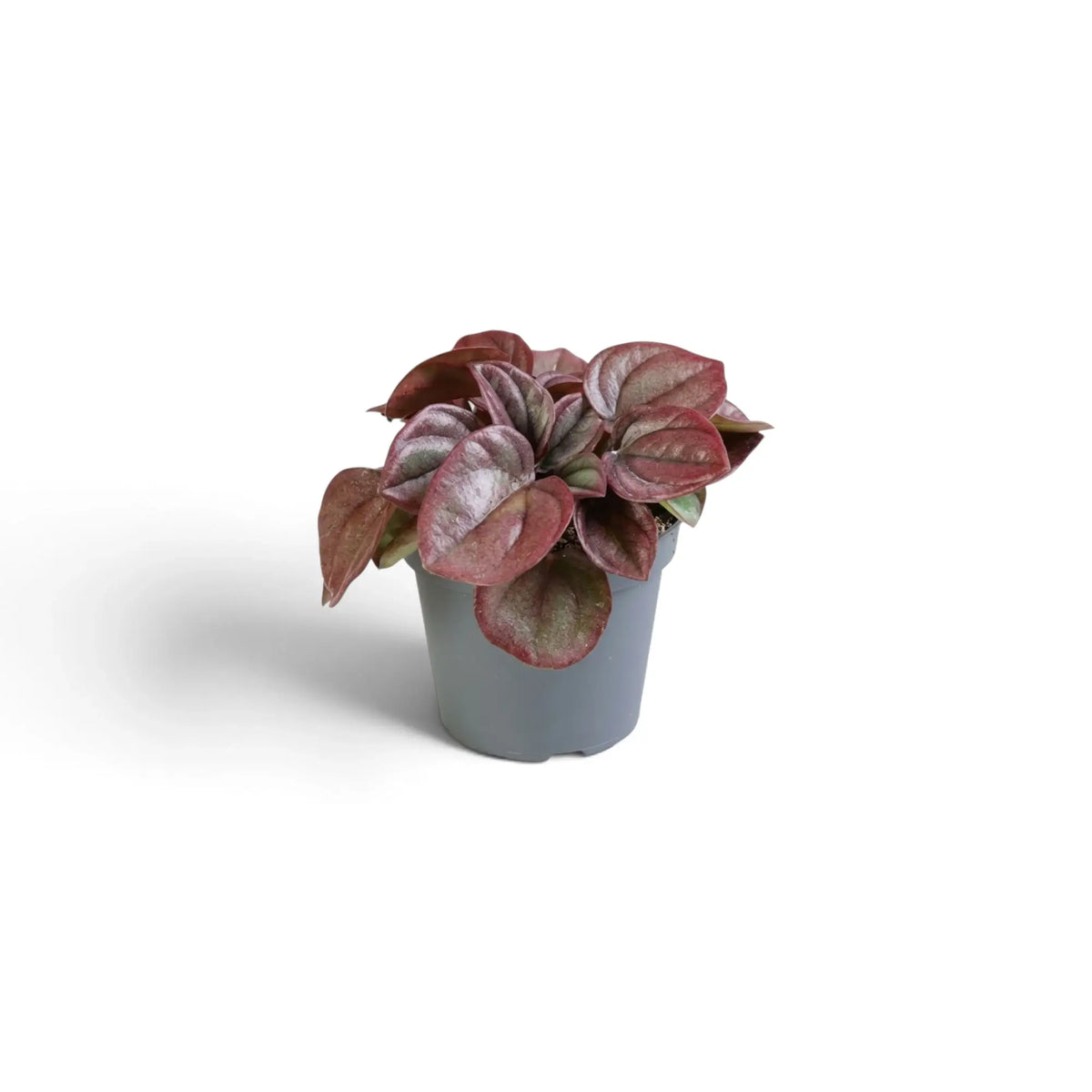Peperomia caperata ‘Cayenne’ baby plant with rippled burgundy leaves
