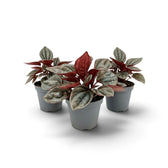Peperomia caperata ‘Cayenne’ baby plant with rippled burgundy leaves