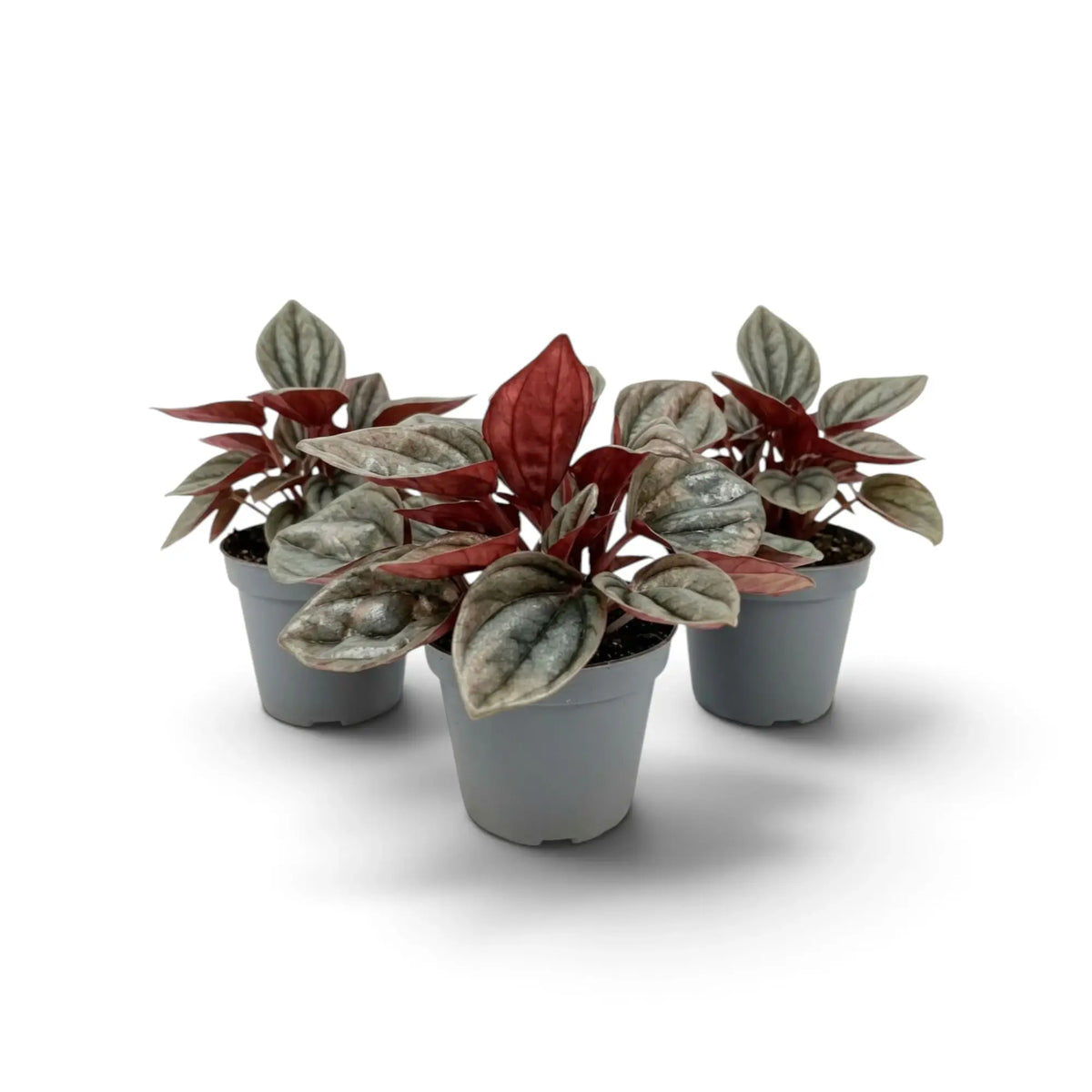 Peperomia caperata ‘Cayenne’ baby plant with rippled burgundy leaves