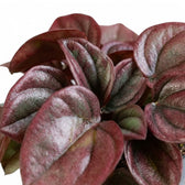 Rippled bronze-red and burgundy leaf of Peperomia caperata ‘Cayenne’