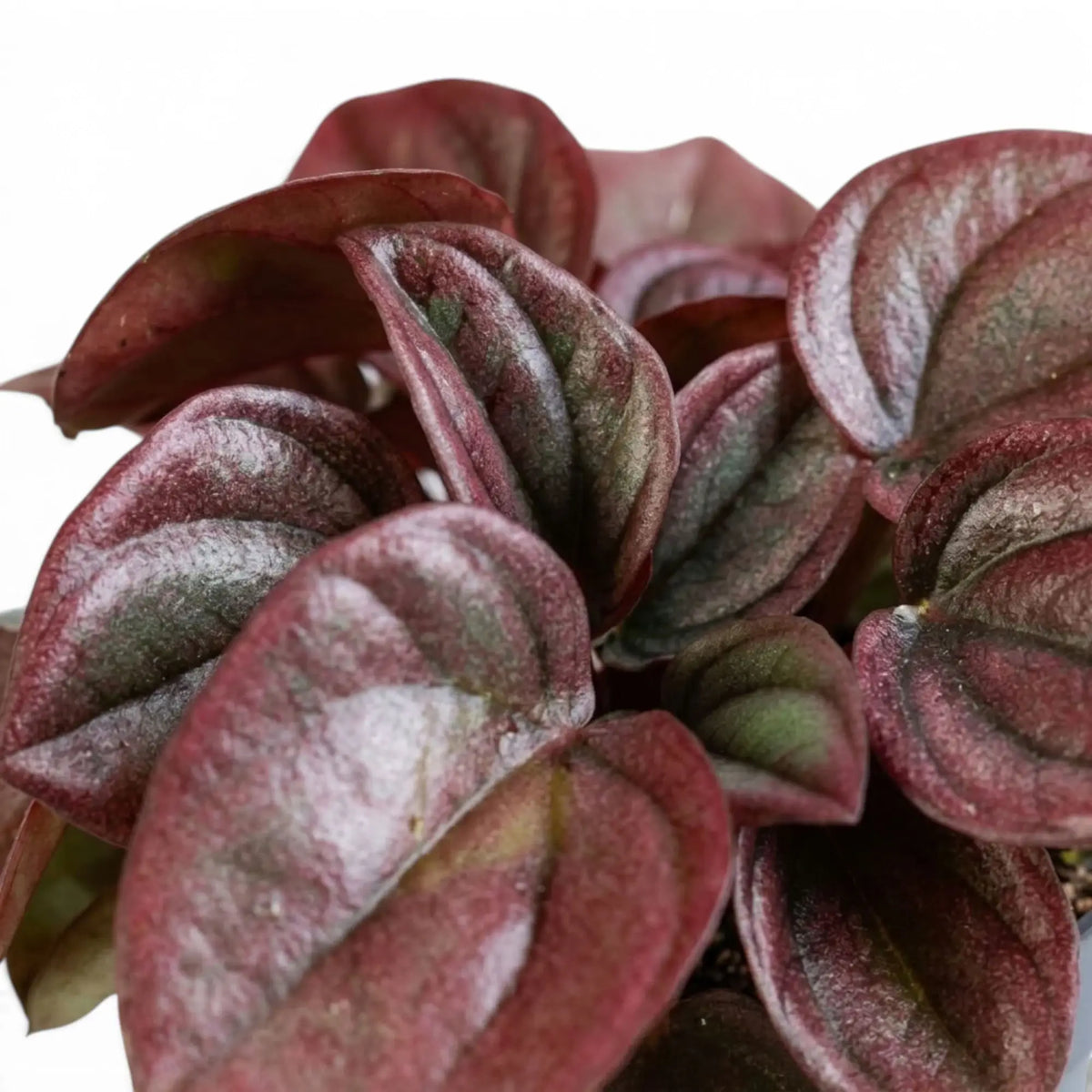 Rippled bronze-red and burgundy leaf of Peperomia caperata ‘Cayenne’