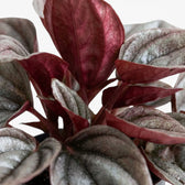 Rippled bronze-red and burgundy leaf of Peperomia caperata ‘Cayenne’