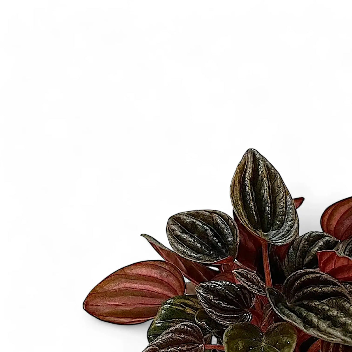 Peperomia caperata 'Montevideo' – Blattdetail vor weißem Hintergrund..