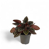Peperomia caperata 'Montevideo' Zimmerpflanze im Anzuchttopf vor weißem Hintergrund, Produktfoto 2.