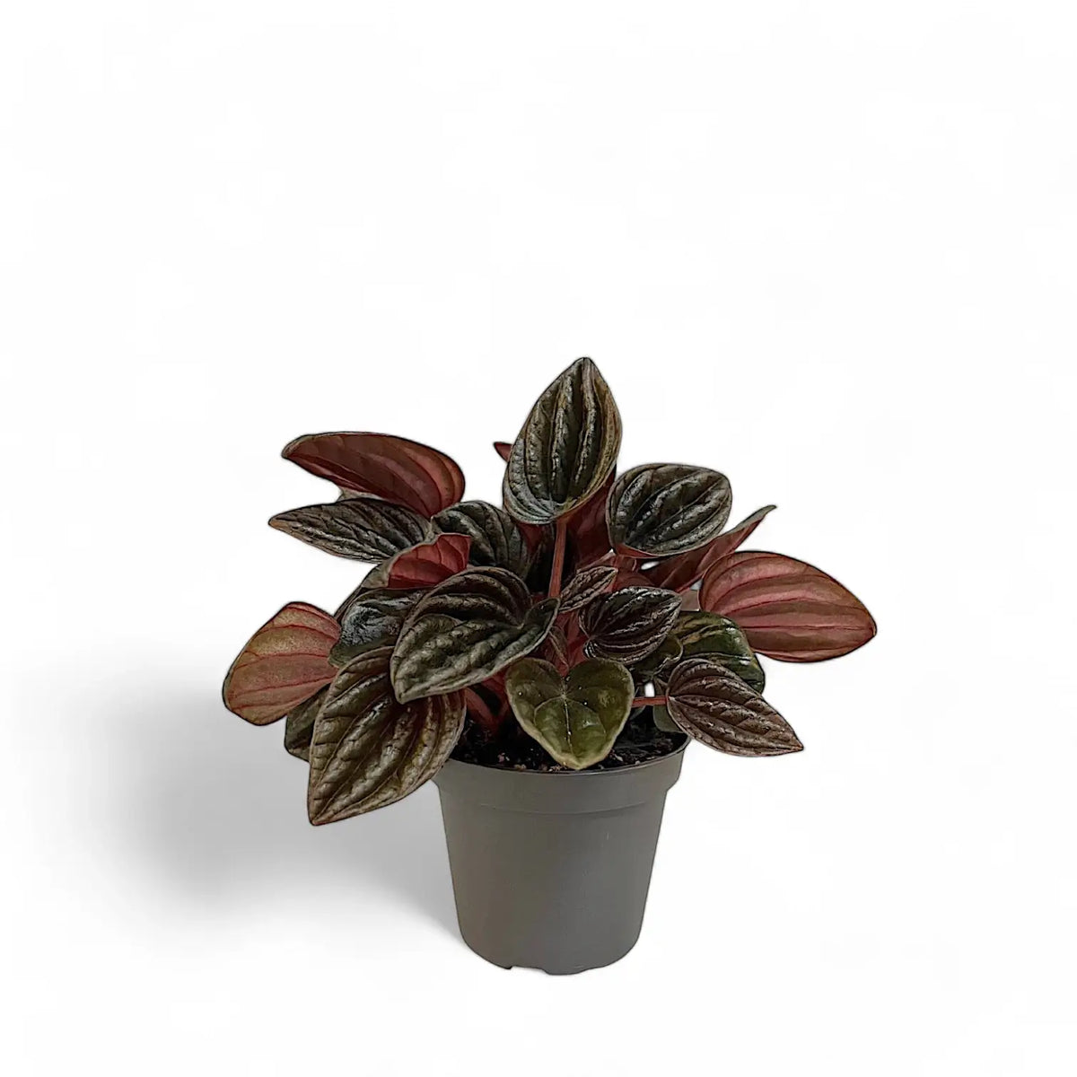 Peperomia caperata 'Montevideo' Zimmerpflanze im Anzuchttopf vor weißem Hintergrund, Produktfoto 2.