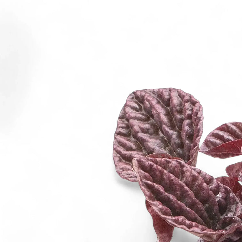 Nahaufnahme eines Blatts von Peperomia caperata 'Red Luna' vor weißem Hintergrund.