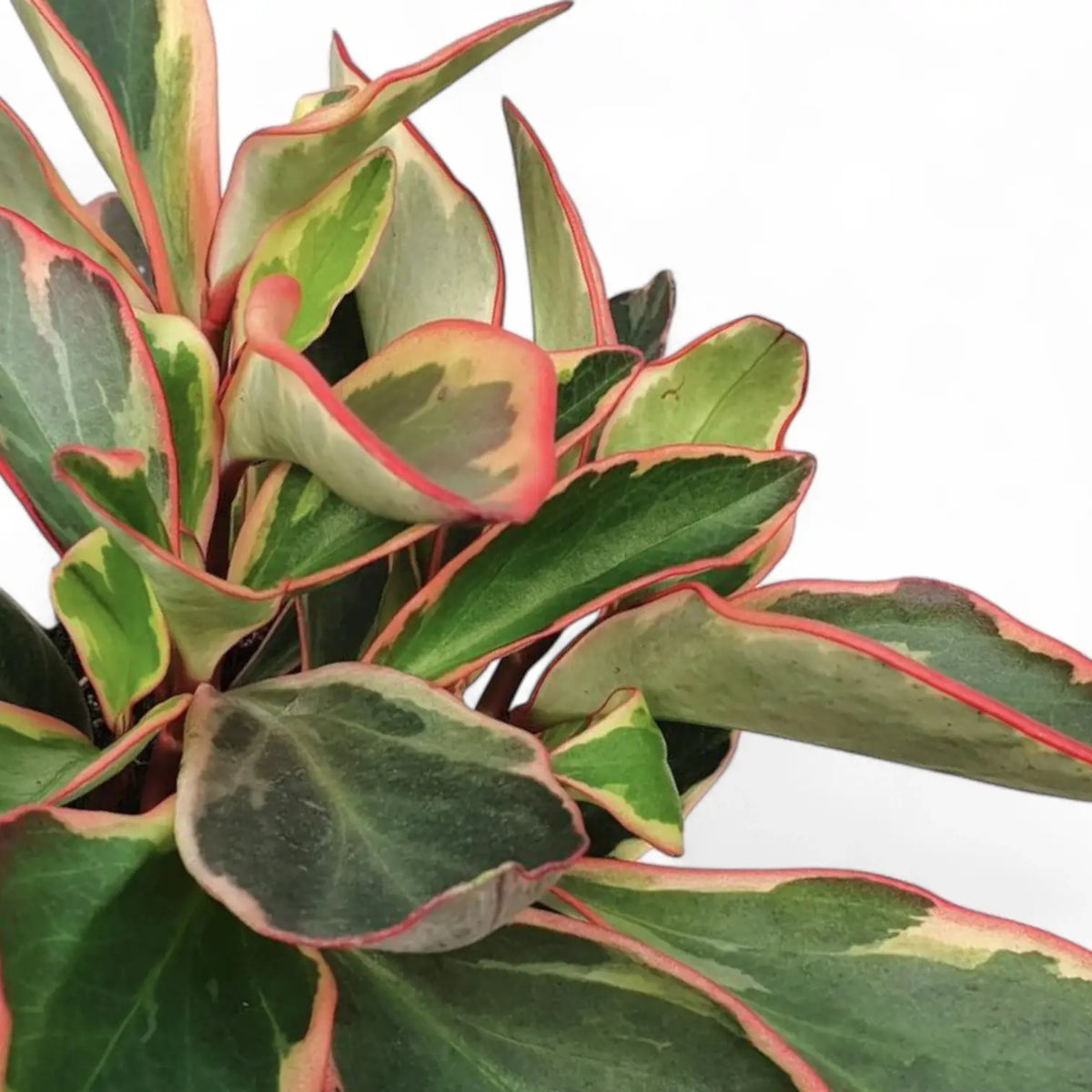 Peperomia clusiifolia 'Jellie' potted plant in nursery pot on white background.