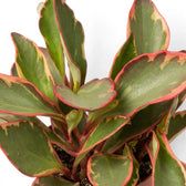 Peperomia clusiifolia ‘Jellie’ close-up of broad grey-green leaves with thin pink-red margins and red stems