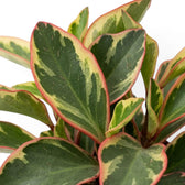Peperomia clusiifolia ‘Jellie’ close-up of dark green leaves with broad cream areas and pink-red edges
