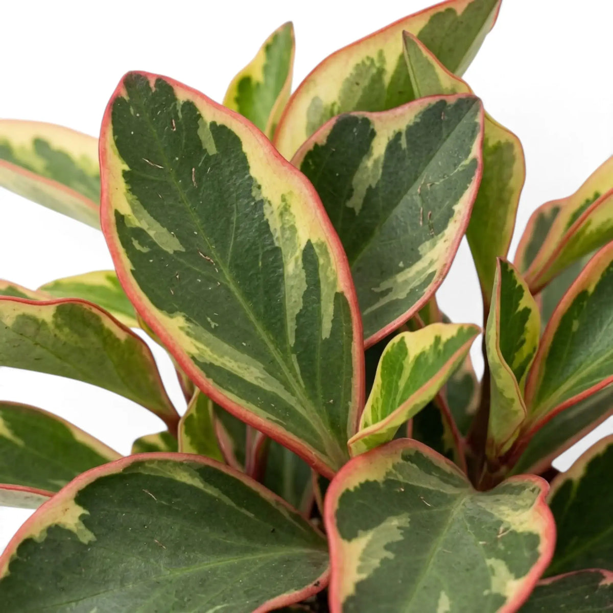 Peperomia clusiifolia ‘Jellie’ close-up of dark green leaves with broad cream areas and pink-red edges