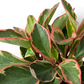 Peperomia clusiifolia ‘Jellie’ close-up of overlapping green leaves with cream patches and salmon-pink margins