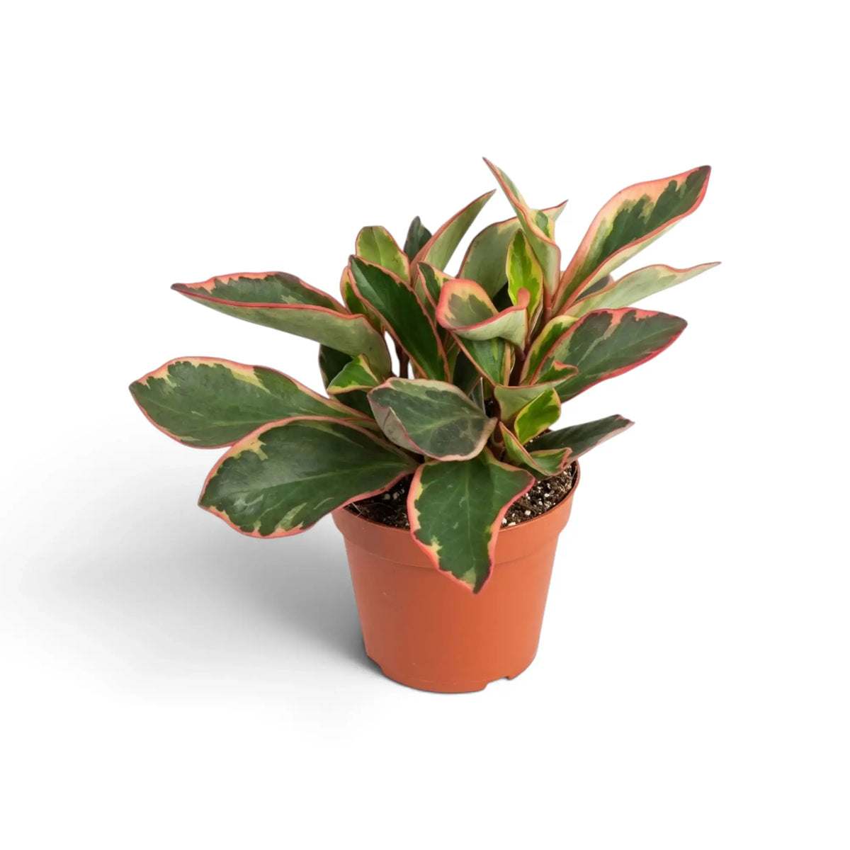 Peperomia clusiifolia ‘Jellie’ in an orange pot with broad green-and-cream leaves edged bright pink