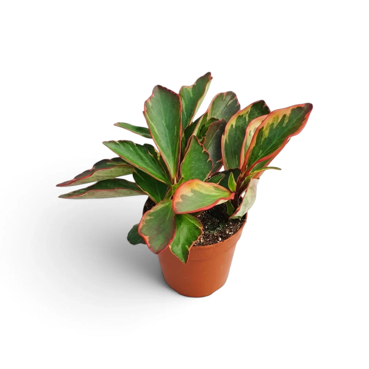 Peperomia clusiifolia ‘Jellie’ viewed slightly from above with upright variegated leaves and red stems