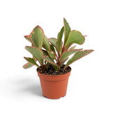 Peperomia clusiifolia ‘Jellie’ in an orange pot with pale green upright leaves and fine pink margins