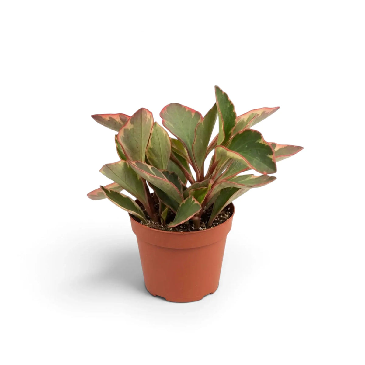 Peperomia clusiifolia ‘Jellie’ in an orange pot with a compact clump of green, cream and pink foliage