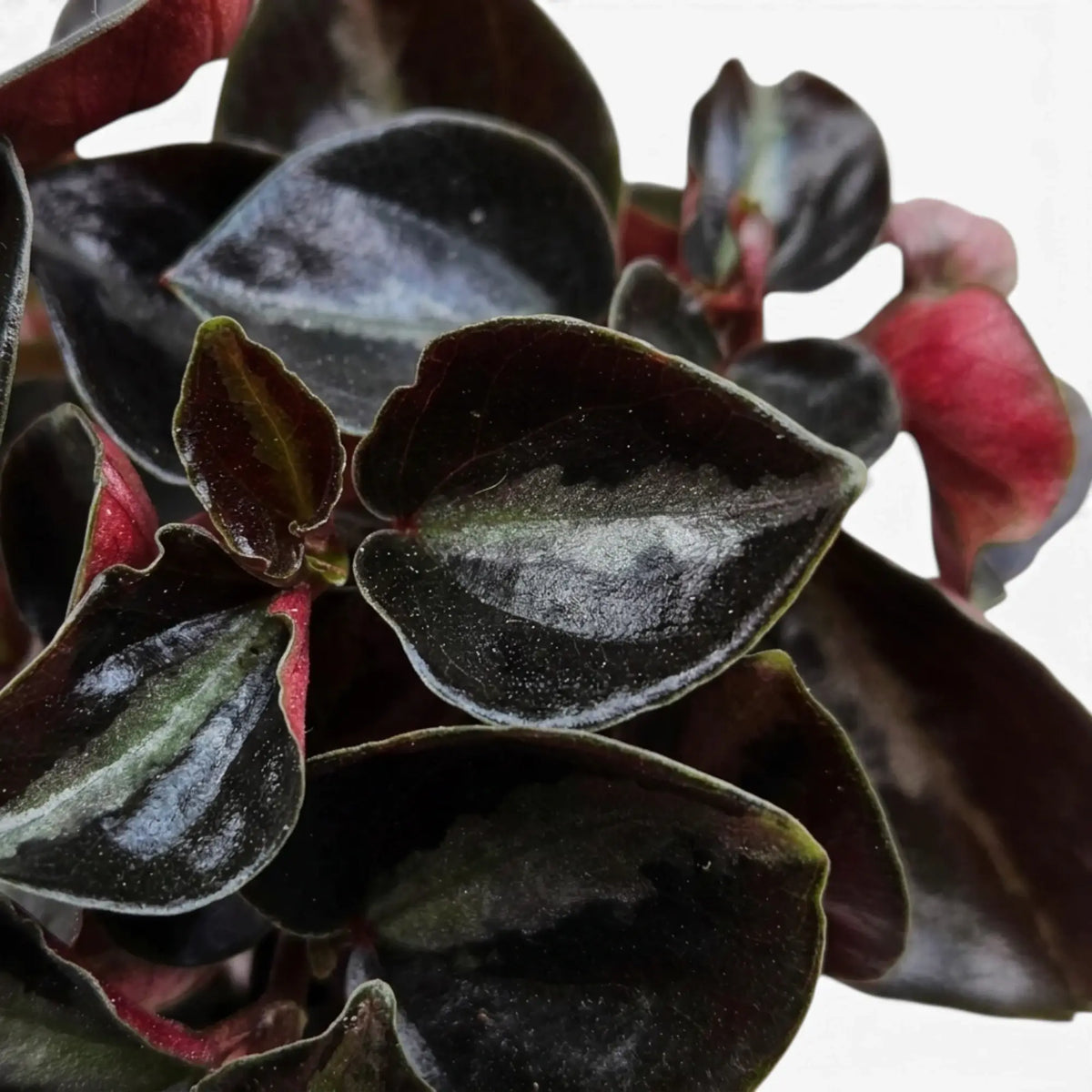 Close-up of Peperomia colombiana’s glossy dark leaves and red stems