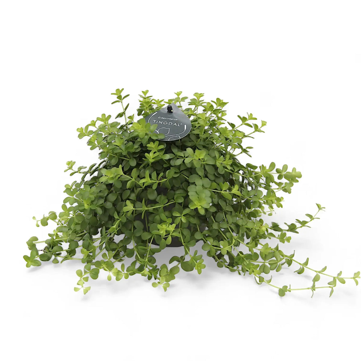 Peperomia deppeana potted plant in nursery pot on white background.