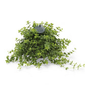 Peperomia deppeana potted plant in nursery pot on white background.
