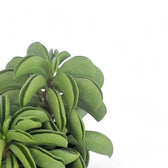Nahaufnahme eines Blatts von Peperomia dolabriformis 'Fire Sparks' vor weißem Hintergrund.
