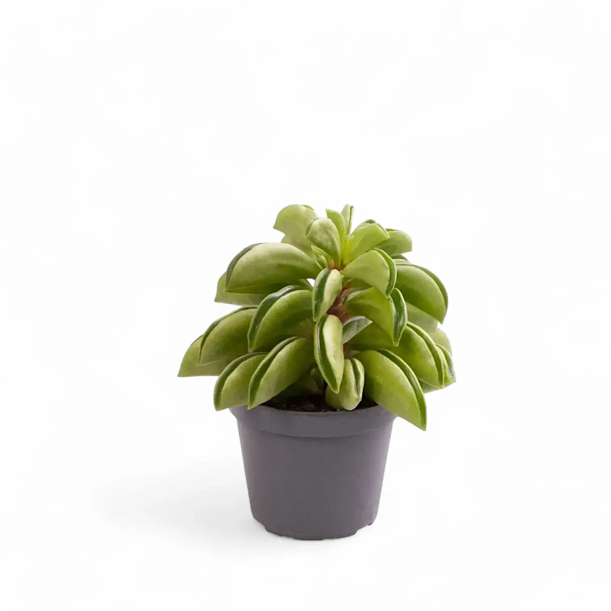 Peperomia dolabriformis 'Fire Sparks' – Zimmerpflanze im Kulturtopf auf weißem Hintergrund, Produktfoto 2.