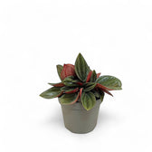 Peperomia 'Eden Rosso' plant in a nursery pot against a white background
