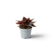 Baby Peperomia ‘Eden Rosso’ with compact ridged green foliage on red-flushed leaf stalks.