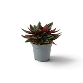 Baby Peperomia ‘Eden Rosso’ with compact ridged green foliage on red-flushed leaf stalks.