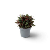 Baby Peperomia ‘Eden Rosso’ with compact ridged green foliage on red-flushed leaf stalks.