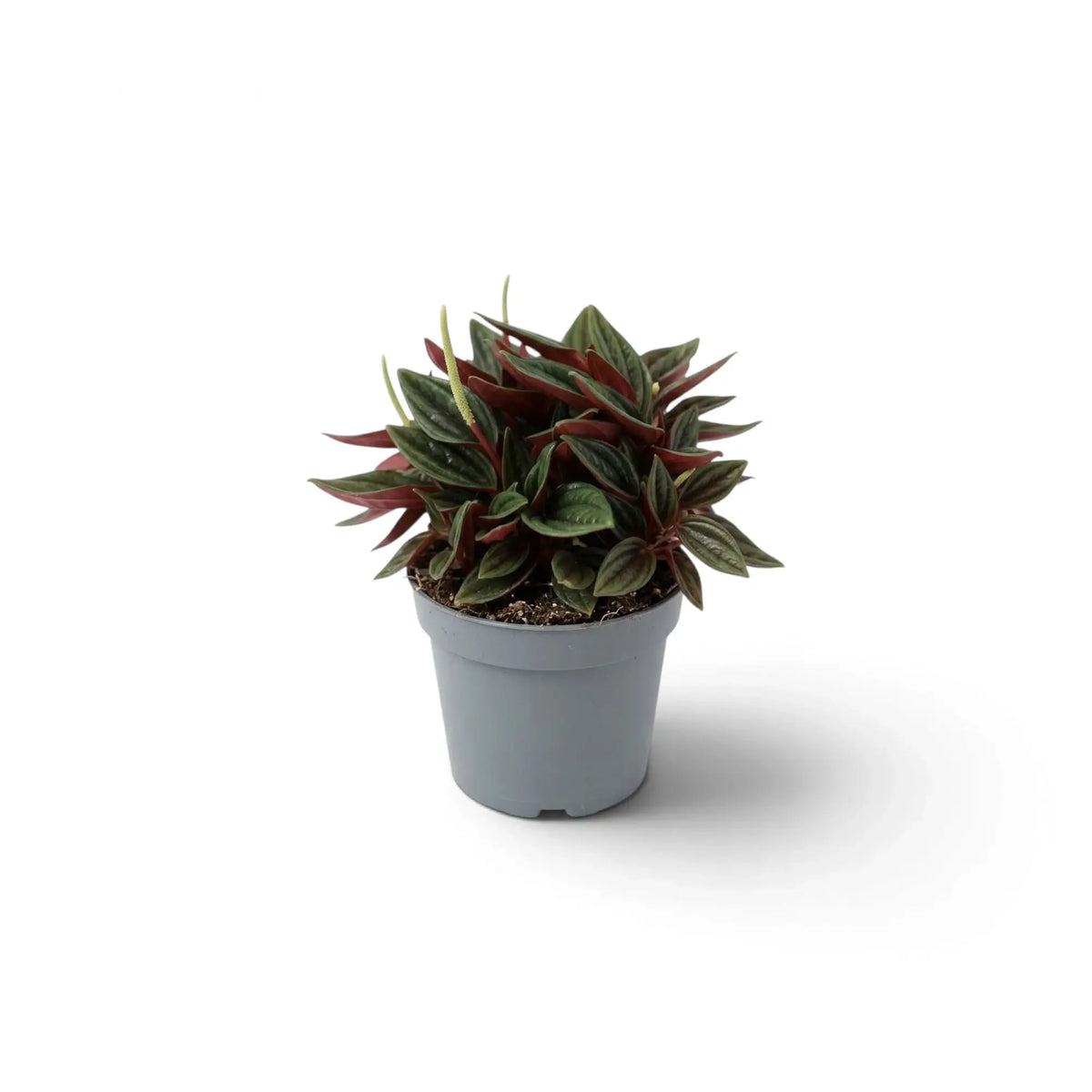 Baby Peperomia ‘Eden Rosso’ with compact ridged green foliage on red-flushed leaf stalks.