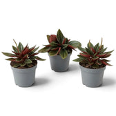 Baby Peperomia ‘Eden Rosso’ with compact ridged green foliage on red-flushed leaf stalks.