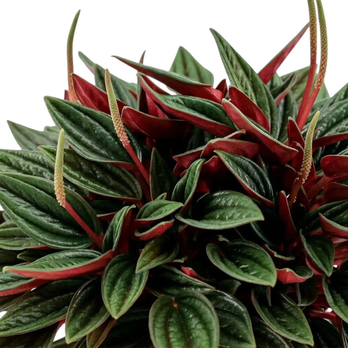 Peperomia ‘Eden Rosso’ foliage close-up with ridged green leaves and dark red undersides.